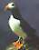 Puffins